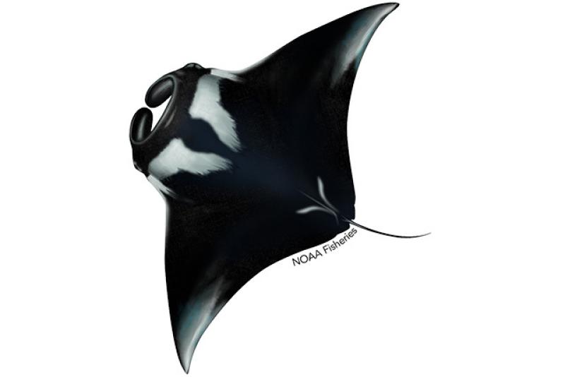 Illustration of a giant manta ray from above, featuring dark coloring with distinct white markings.