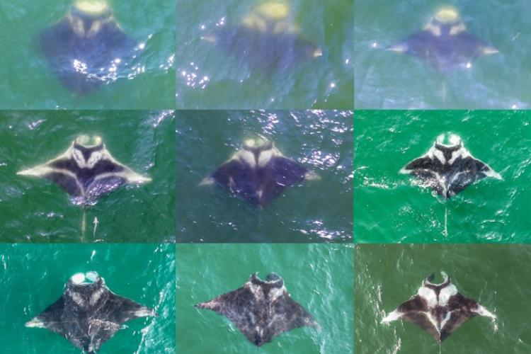 Dorsal surface photographs of nine manta rays 
