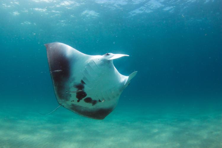 Photograph showing ventral side of manta ray named Gillie, taken by Jessica Pate, Marine Megafauna Foundation. All research activities conducted under FWC permit.