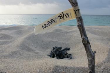 1280x853-LeatherbackNest-SWFSC-MMTD-NOAA.jpg