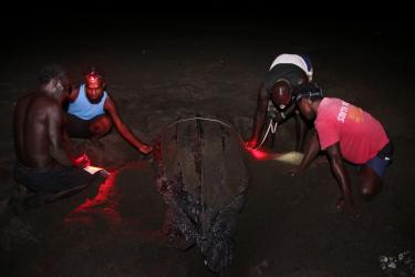 Tetepare Descendants’ Association rangers in the Solomon Islands measuring a leatherback turtle following egg disposition
