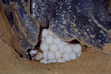 Close-up of a leatherback turtle's nest in the sand of several white, round eggs. 