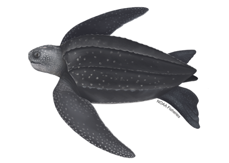 Illustration of a leatherback sea turtle swimming. The turtle has a dark, ridged shell with white speckles on its flippers and body, and large, elongated front flippers.