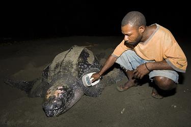 750x500LeatherbackSIS.jpg