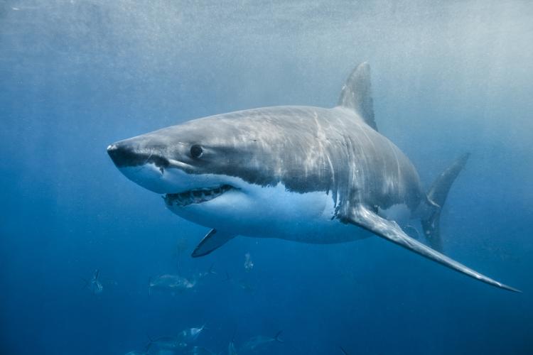 Close up from the front of white shark in blue water with smaller fish in the background. 