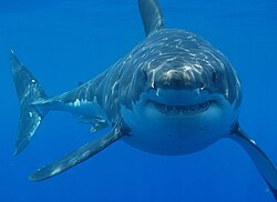 Grey reef shark
