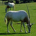 Scimitar oryx with one horn