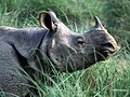Indian rhinoceros (Indian subcontinent)
