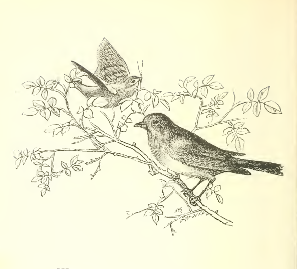 Wrens and robins