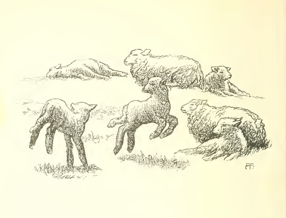 On the grassy banks