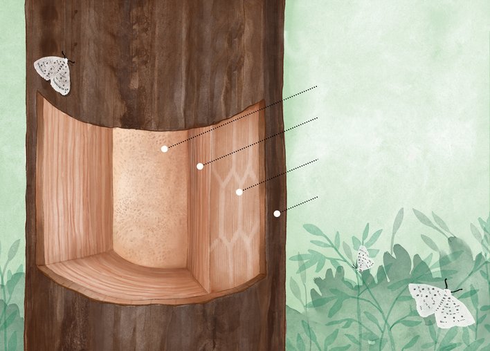 Parts of a tree trunk