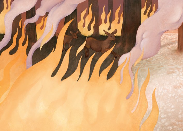 Forest fire