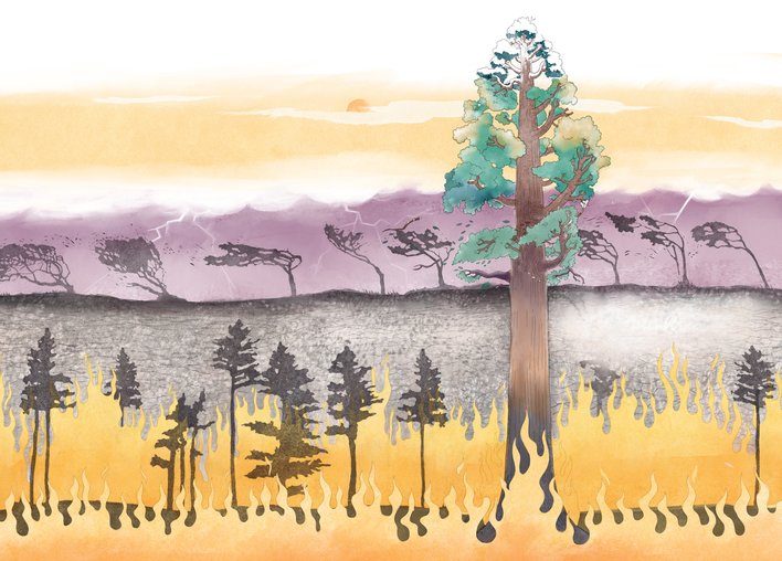 Tree in different kinds of weather
