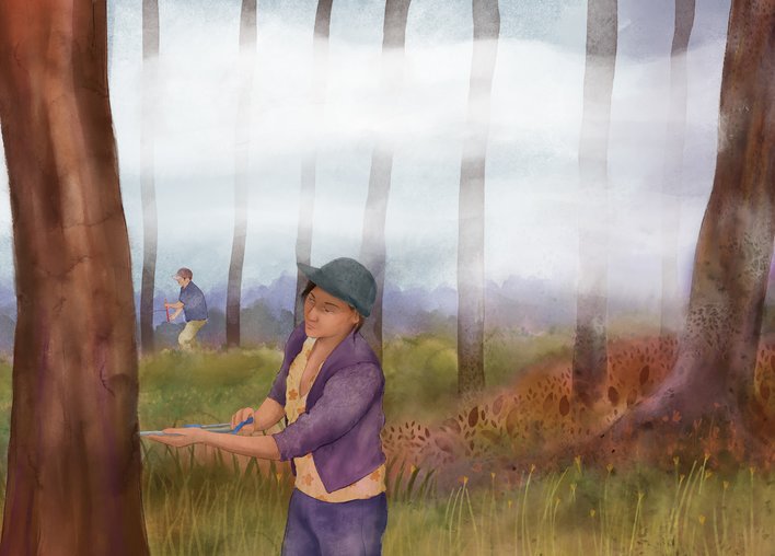 Age of a tree