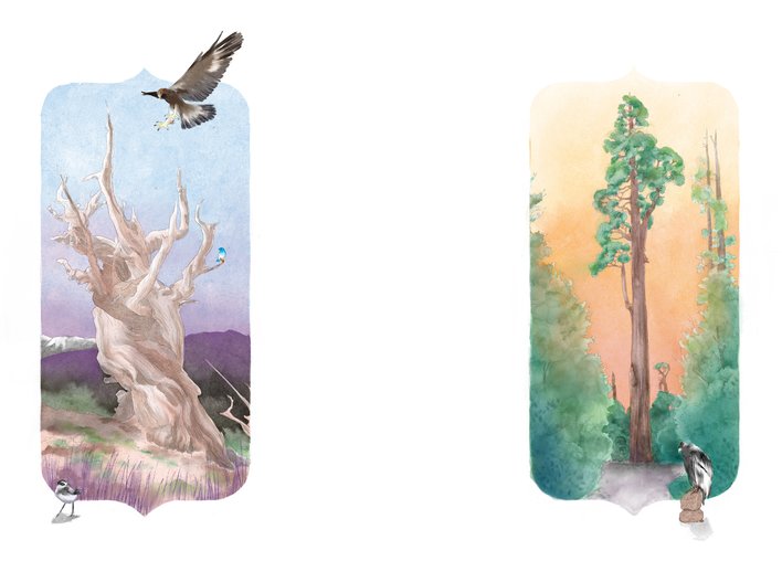 Two trees