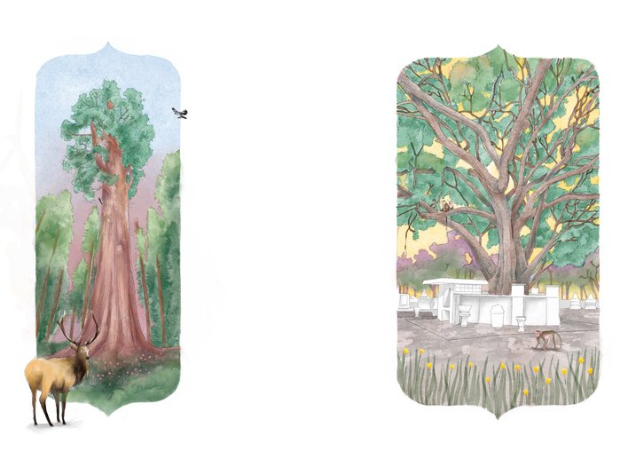 Two old trees