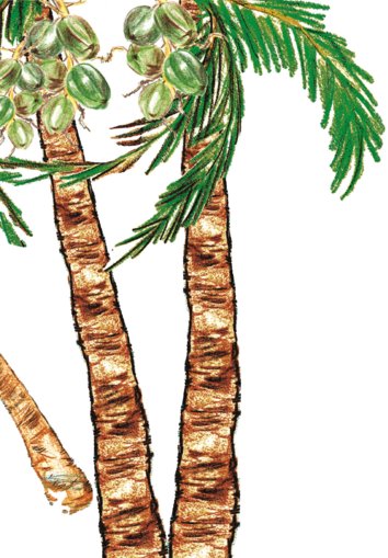 Coconut tree