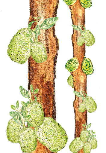 Jackfruit tree
