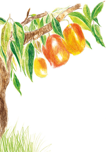 Tree with mangoes from a branch