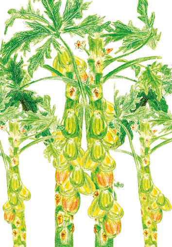 Papaya trees