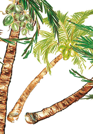Tree with coconuts