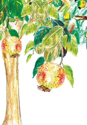 Tree with guavas