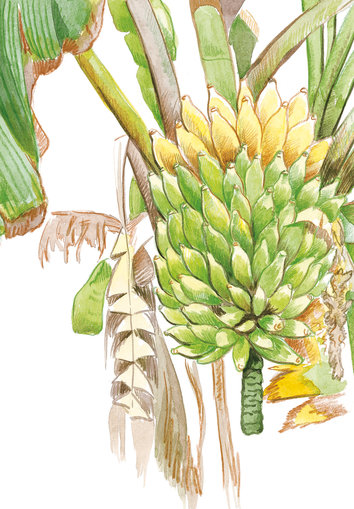 Banana tree