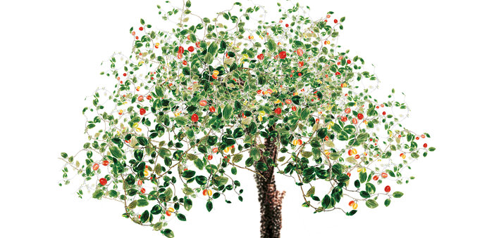 Large ber tree