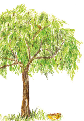 Tree with tamarind