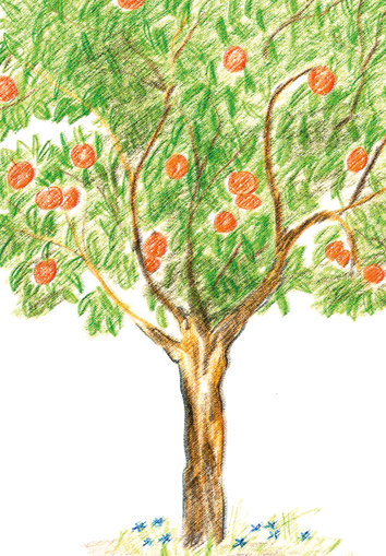 Tree with oranges