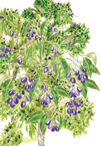 Tree with jamuns