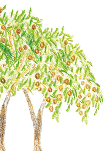 Chikoo tree