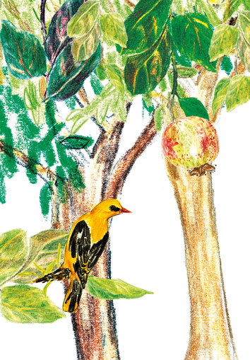 Guava tree