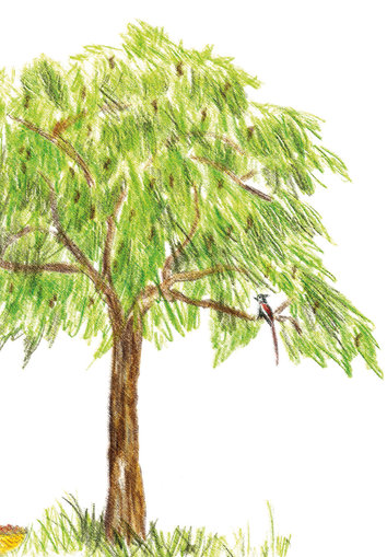Tamarind tree