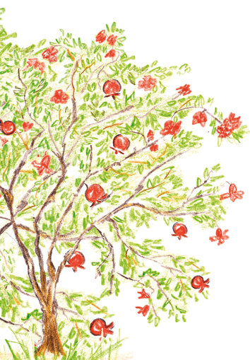 Pomegranate tree
