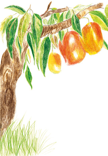 Mango tree