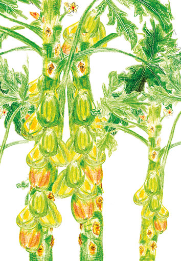 Trees with papayas