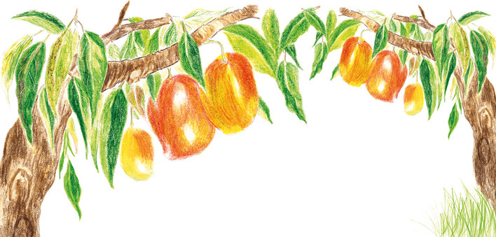 Mangoes on a tree