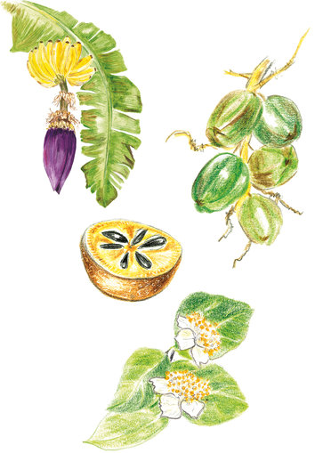 Leaves and fruits