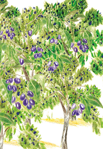 Jamun tree