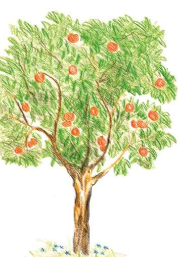 An orange tree