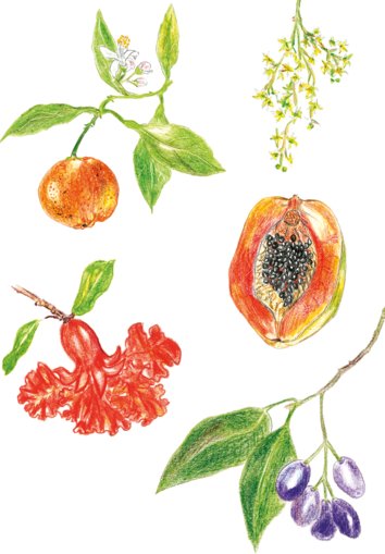 Fruits and leaves