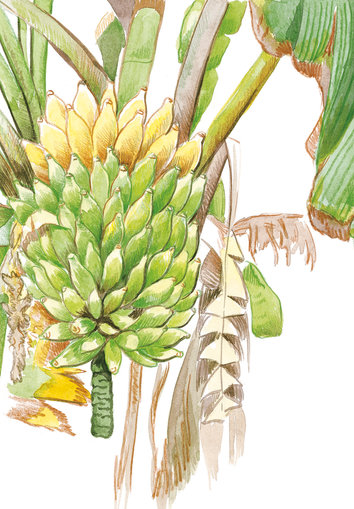 Tree with bananas