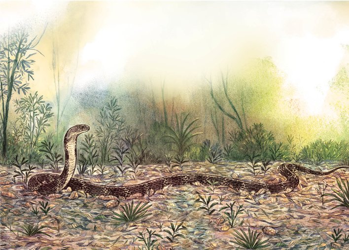 An alert king cobra in the forests of Agumbe