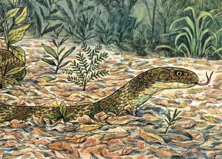 Close up of head of king cobra in the forests of Agumbe