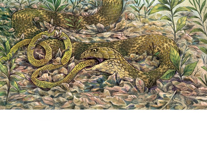 A king cobra swallowing a smaller snake