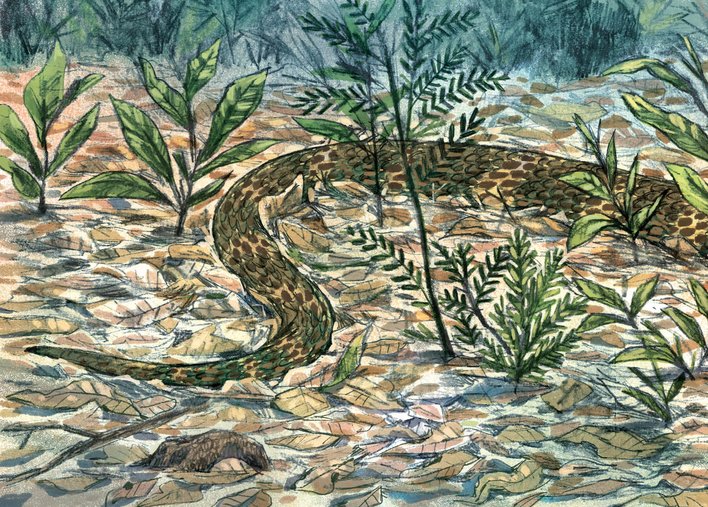 Tail of king cobra in the forests of Agumbe