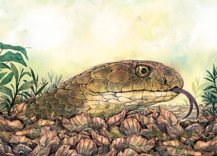 A close up of a king cobra in Agumbe