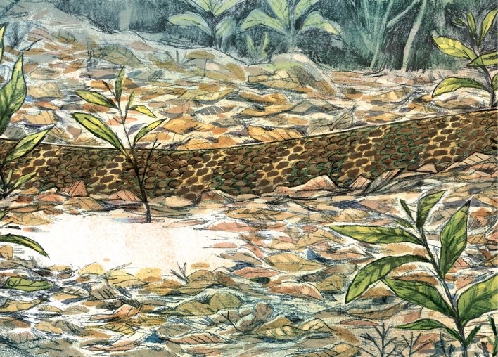 King cobra slithering in the forests of Agumbe