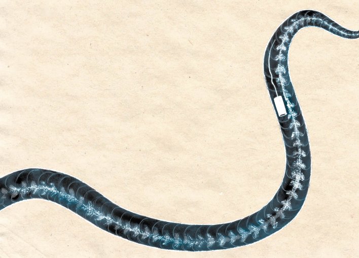 An x-ray image of the snake that shows the transmitter in it